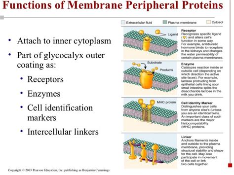 Ppt chapter 031