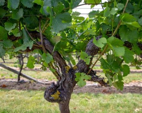 Cane maturity and Cane pruning in grapevines – Fasal Blog