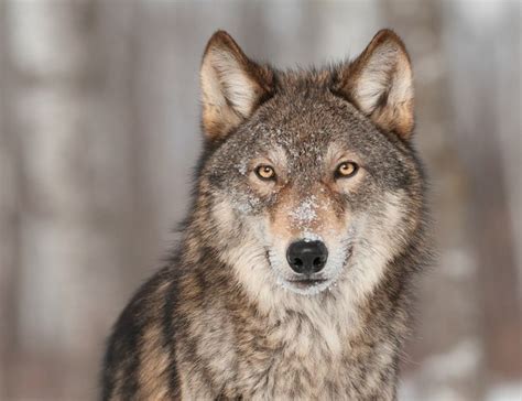 Wolf: The National Animal of Italy