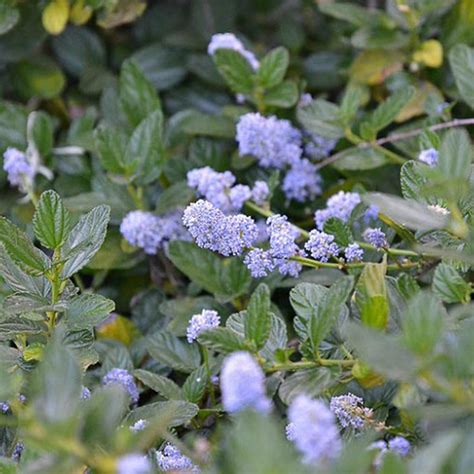 Ceanothus 'Yankee Point' - Evergreen Nursery