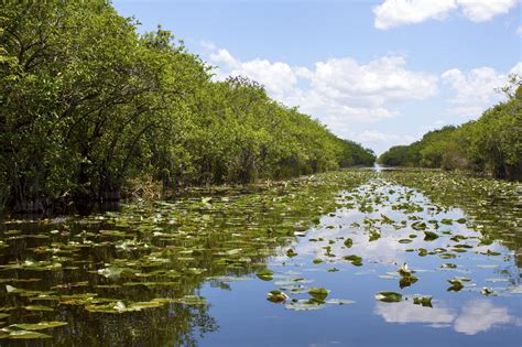 Everglades Swamp In Florida - Lewis, Longman & Walker, P.A.