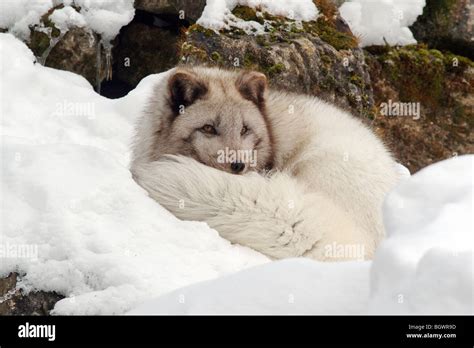 Arctic fox (Alopex lagopus, Vulpes lagopus Stock Photo - Alamy