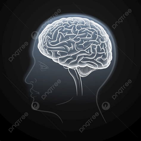 Brain Profile Vector PNG Images, Brain Black And White Line Drawing Inside A Human Head Profile ...