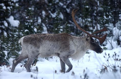 File:Caribou dans la taiga.jpg - Wikimedia Commons
