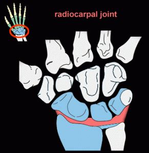 Radiocarpal Joint