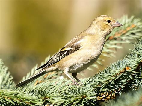 chaffinch, fink, bird, songbird, garden bird, nature, animal, wildlife, branch, close-up | Pxfuel