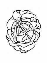 Cabbage coloring Pages Download And Print sketch template