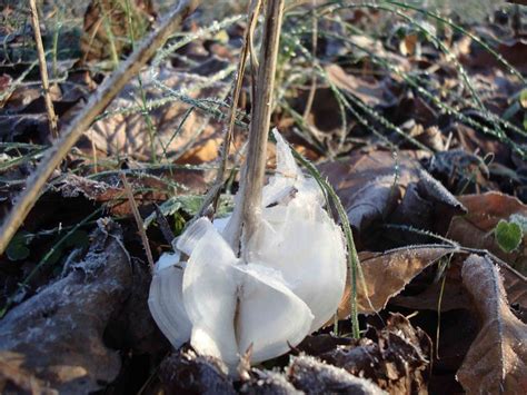 Frost Flowers