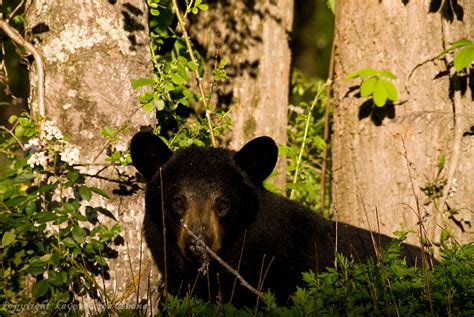 North Carolina Wildlife | kaye m debona photography