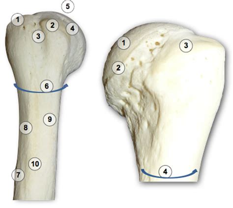 OSTEOLOGY OF PROXIMAL END OF HUMERUS Diagram | Quizlet