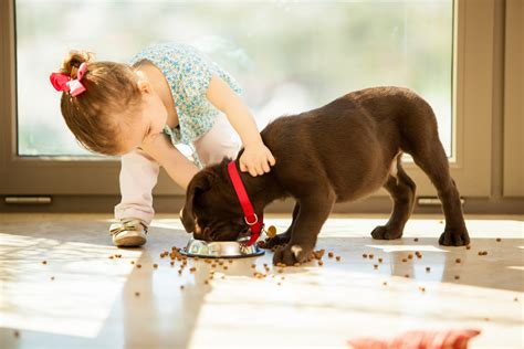 Age-appropriate ways your kids can help care for pets | WJBF