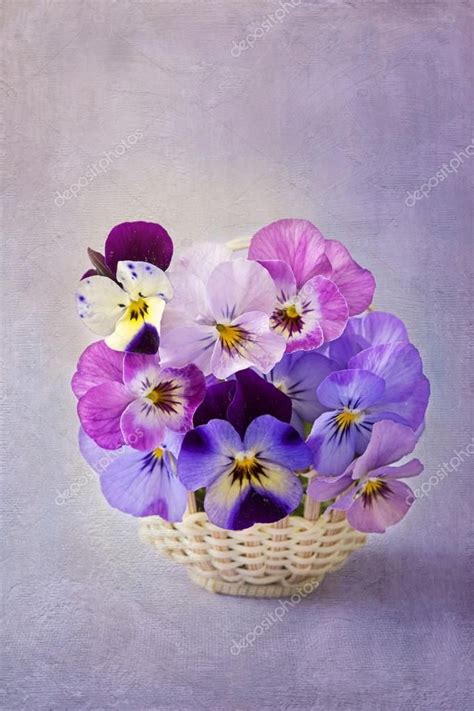 Pansies, Stock Photos, Painting, Amazing, Flowers, Painting Art, Paintings, Painted Canvas, Violets