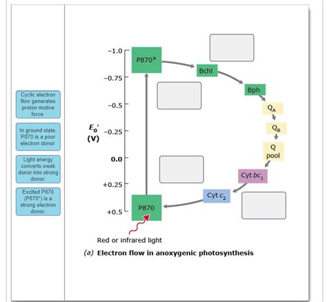 Solved (a) Electron flow in anoxygenic photosynthesis | Chegg.com