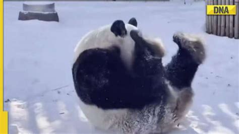 This adorable viral video of panda rolling in the snow is the cutest ...