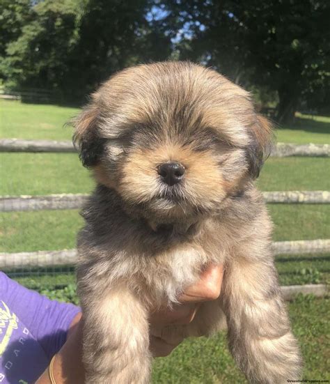 Lhasa Apso Mix Puppies For Sale | Greenfield Puppies