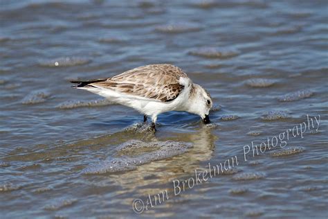 Ann Brokelman Photography: Sanderlings and few other Shorebirds Florida 2014