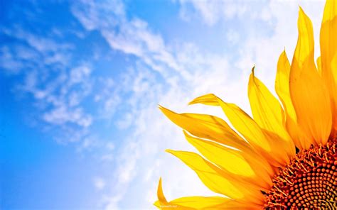 Sunflower Sunrise HD Desktop Wallpaper 23710 - Baltana