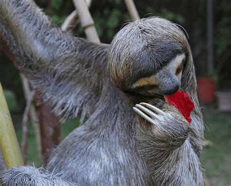 What Do Sloths Eat? Facts and Myths about the Sloth Diet - Animal Corner