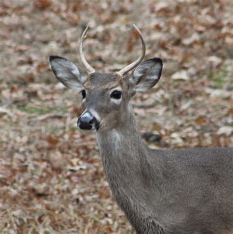 How Whitetail Deer Antlers Differ From Muledeer Antlers - GJM Nature Media