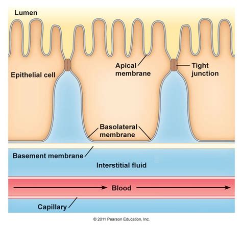 Cell Membrane Transport | Cell membrane transport, Basement membrane, Cell membrane