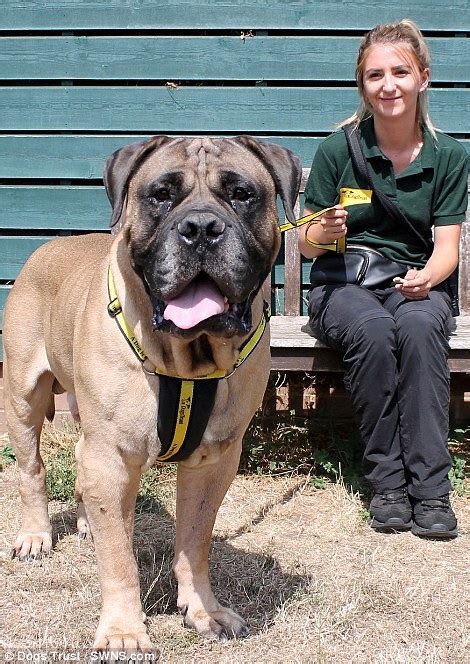 Rescue centre rehomes 'soppy giant' Boerboel called Chunkie who has 30-inch neck and weighs 10 ...