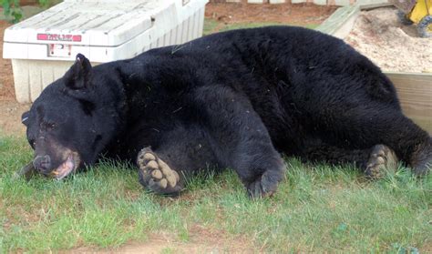 550-pound black bear, largest ever recorded in Lancaster County ...