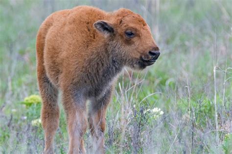 Bison Can Lose 200 Pounds During Mating Season, and Other Facts About ...