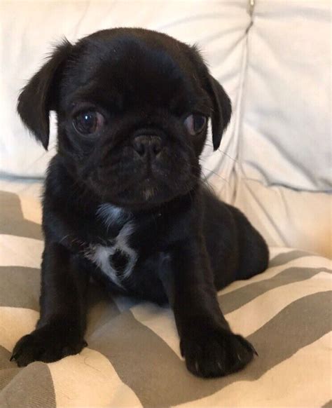 Black female pug puppy | in Lisburn, County Antrim | Gumtree