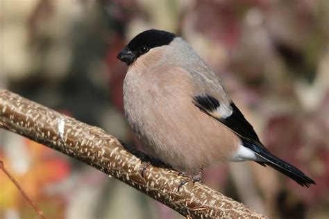 Eurasian Bullfinch | Greek Nature Encyclopedia