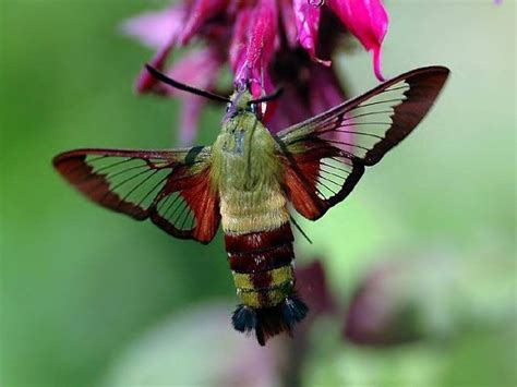 COLIBRIES amarillos - Buscar con Google | Hummingbird moth, Moth, Hawk moth