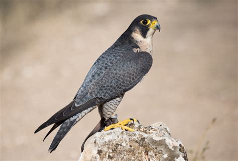 Birds of prey, Peregrine falcon, List of birds