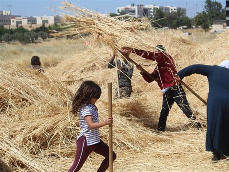 Wheat blessing: Jordan’s grassroot movement for food sovereignty | Food News | Al Jazeera