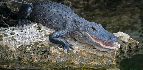 American Alligator: Characteristics, Diet, Facts & More [Fact Sheet]