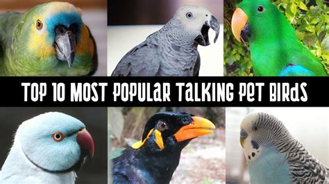 Best Talking Birds