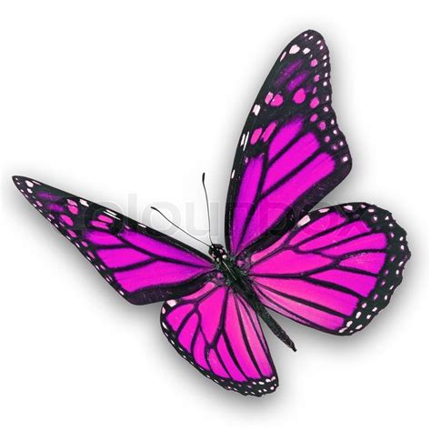 Beautiful pink butterfly flying ... | Stock image | Colourbox