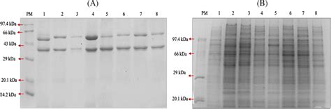 A 12% SDS-PAGE gel analysis using coomassie brilliant blue staining... | Download Scientific Diagram