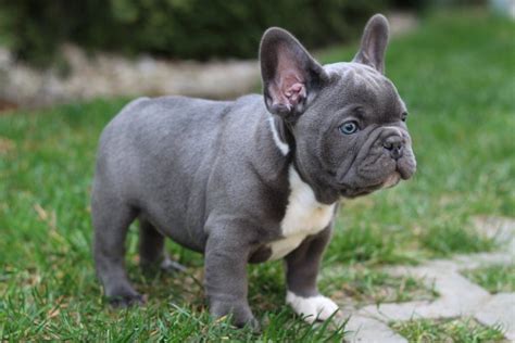 Blue Frenchie / French bulldog puppies - TomKings kennel