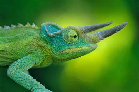 Jackson's Chameleon - CRITTERFACTS