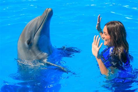 Dolphin Trainer For A Day - Puerto Vallarta | Project Expedition