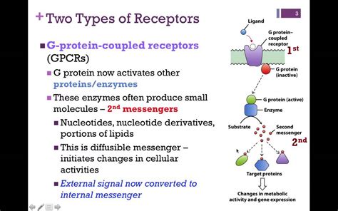 067-Two Types of Receptors - YouTube