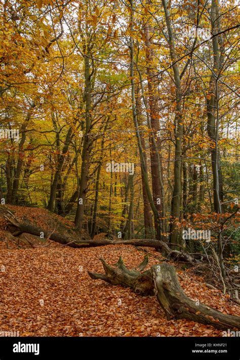 Autumn colour in the woods Stock Photo - Alamy