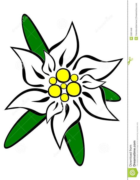 Easy Edelweiss Flower Drawing This custom design created by honey is ...