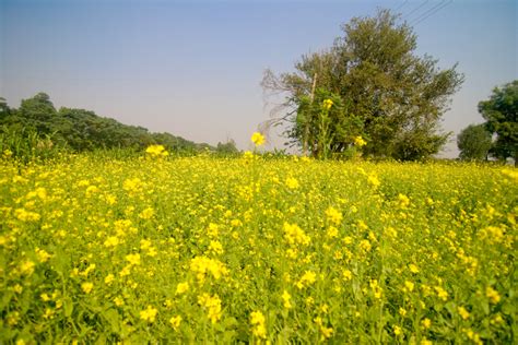 IsaurabhMittal: Punjab fields- A photo treat