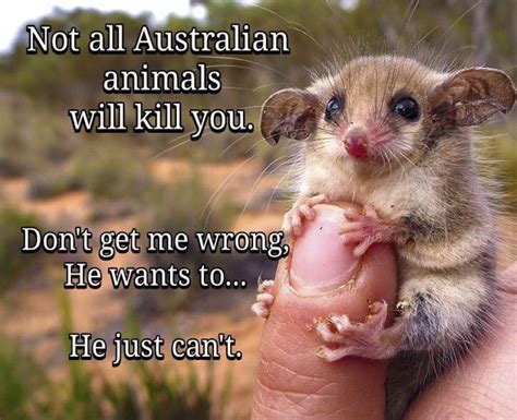 Australia Animals Kill You Meme