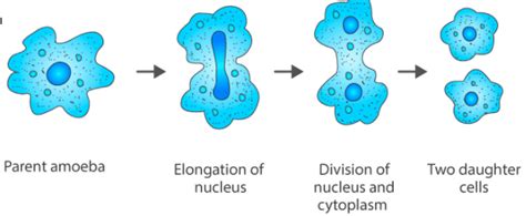 Name the process by which an amoeba reproduces Draw the various stages ...