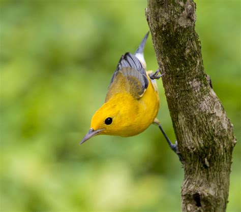 Prothonotary Warbler - Owen Deutsch Photography