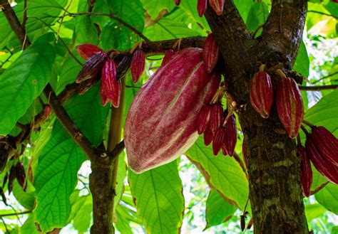 Scientists identify a compound that protects cacao trees from disease ...