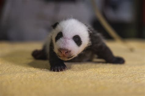 Le zoo de Washington révèle le sexe de son dernier bébé panda | La Presse