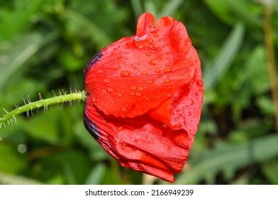 Beautiful Poppy Flower Garden Stock Photo 2166949239 | Shutterstock