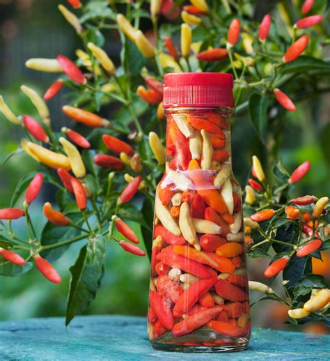 Pepper Plant Original Hot Pepper Sauce - Garden Plant